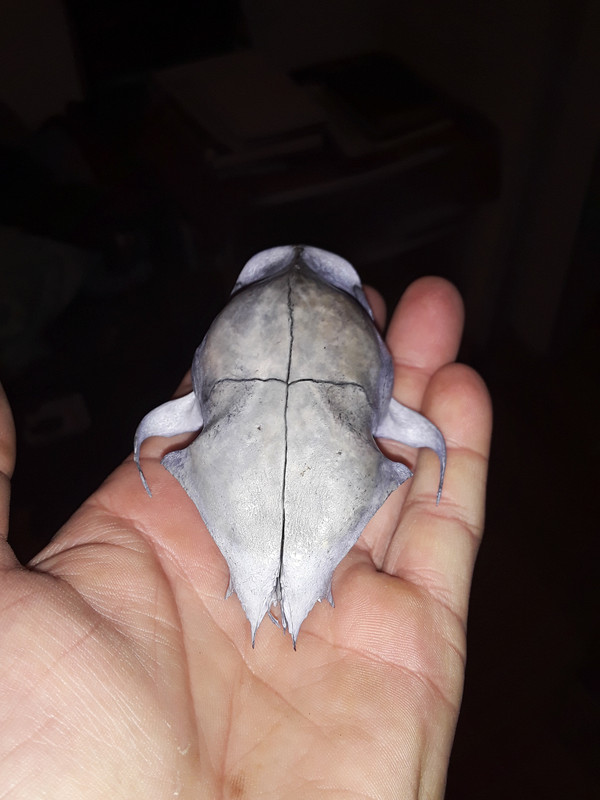 Blueberry Cat Skull