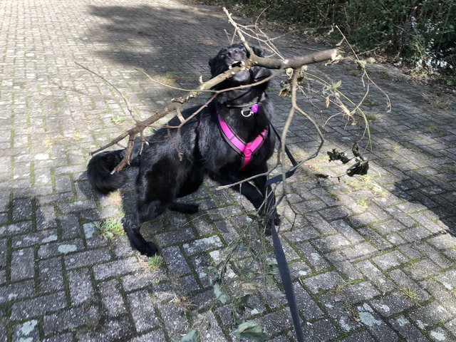 Afbeelding