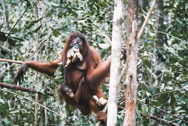 Singapur e Indonesia 2018 - Blogs de Indonesia - Borneo (P.N. Tanjung Puting) (13)