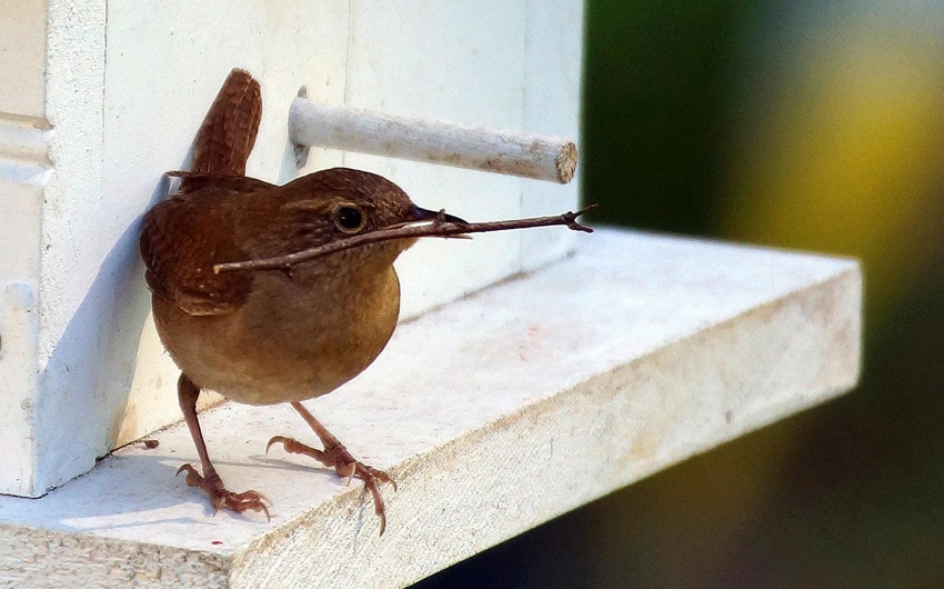 A Bird Keeps Flying In Your House