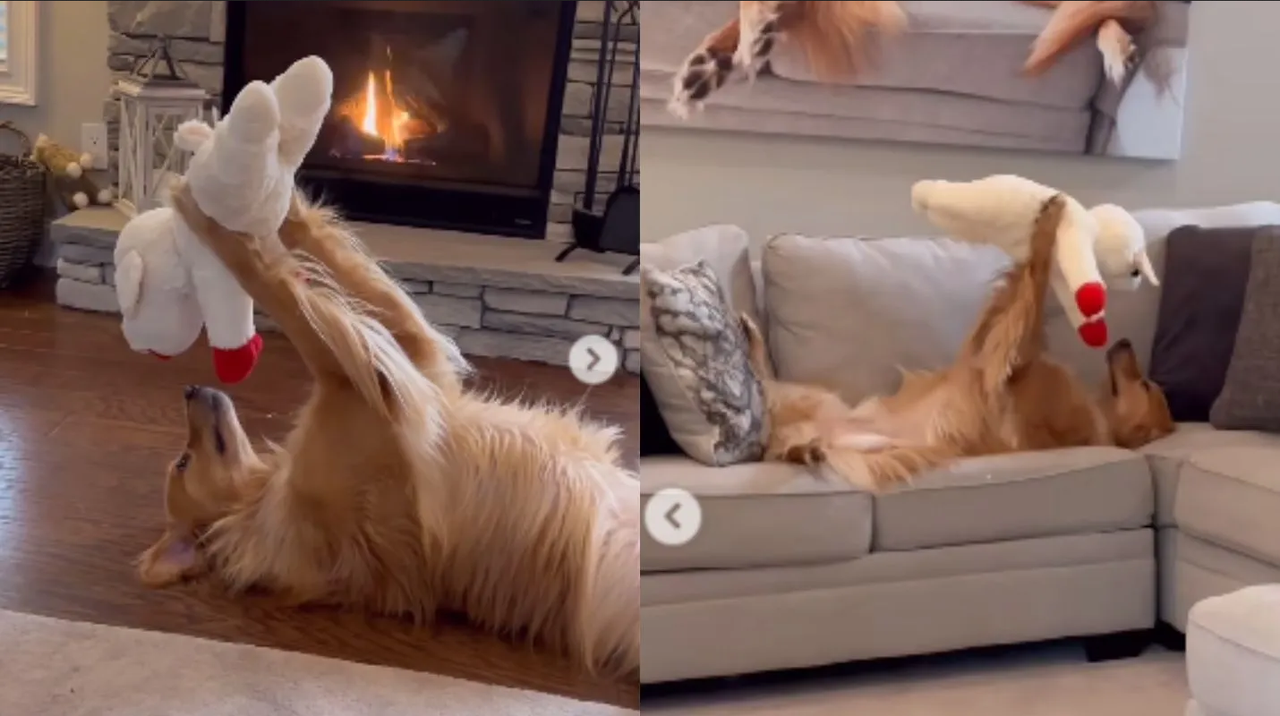 Perrito golden retriever se hizo viral por su conexión con su peluche