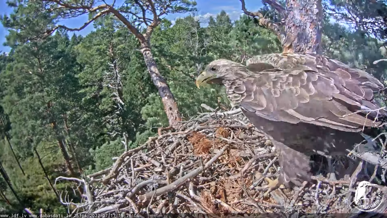 Jūras ērgļi (Haliaeetus albicilla) Slīteres nacionālajā parkā - LDF tiešraide __ White tailed eagles