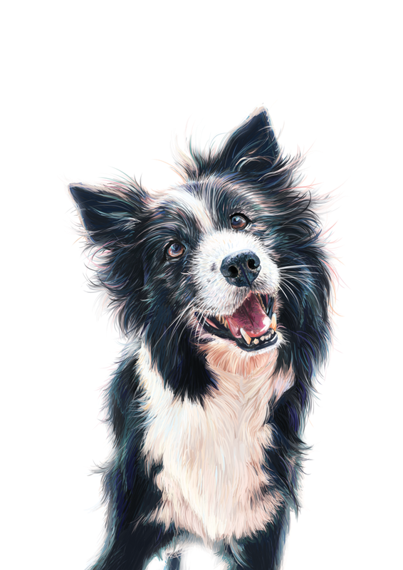 Happy Collie fin maybe screen