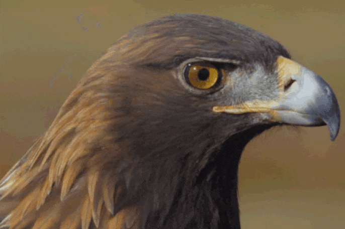 GIF-20250829-081438-596.gif