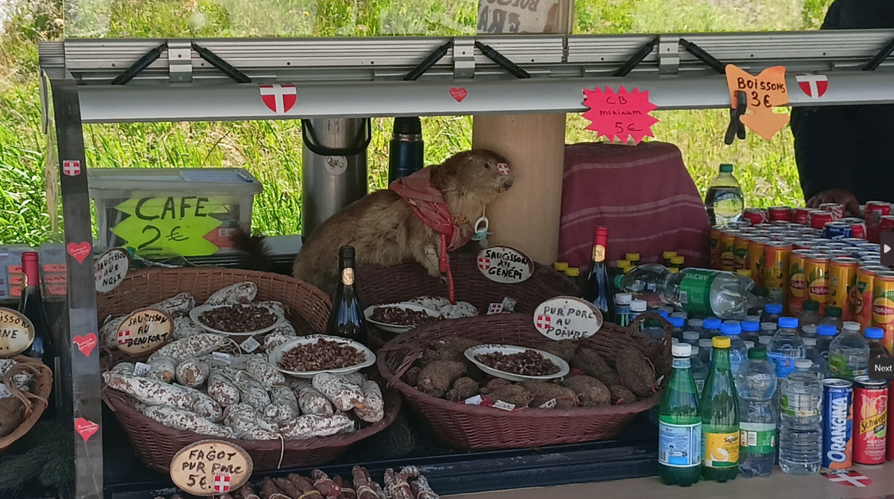 marmot (Large) (Medium)