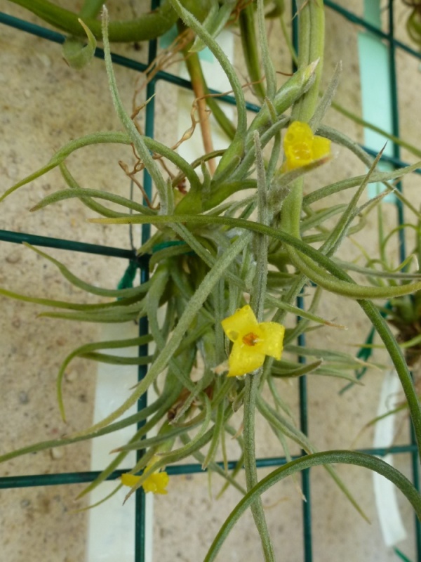 Très léger petit craquage... Mais alors tout petit ! - Page 3 Tillandsia-old-man-gold003