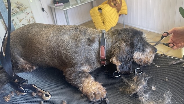 [Image: IMG-6398.jpg]