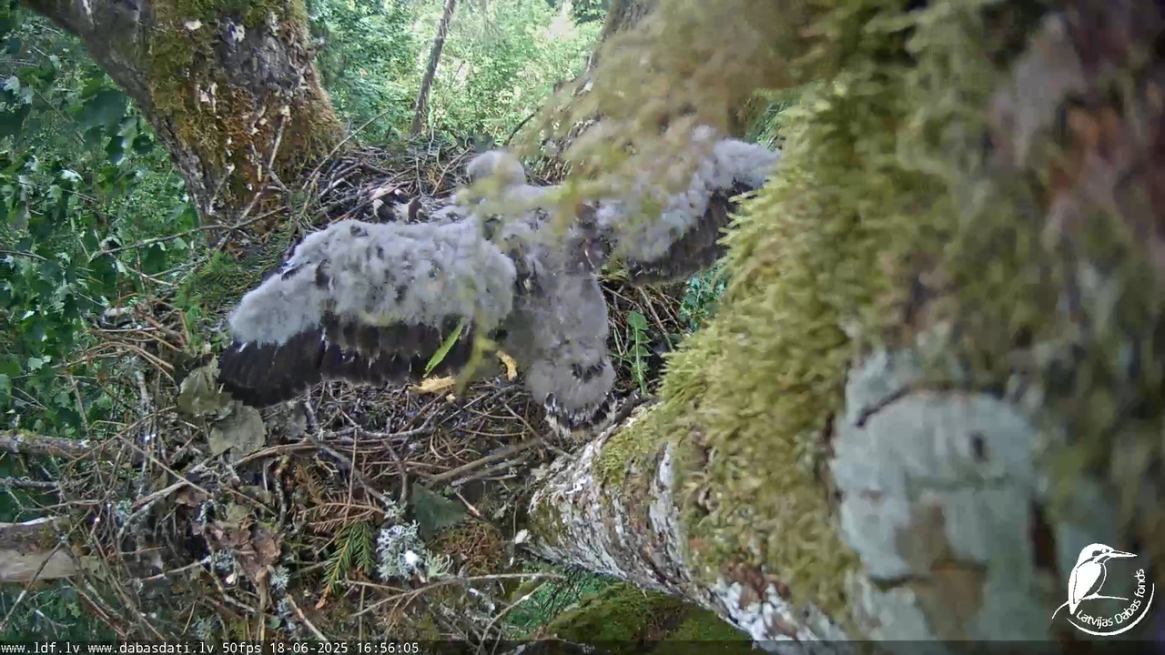 Melnās klijas (Milvus migrans) Kurzemē_ peļu klijāni (Buteo buteo) 12-35-45 screenshot
