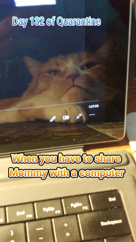 telecommuting-with-a-cat