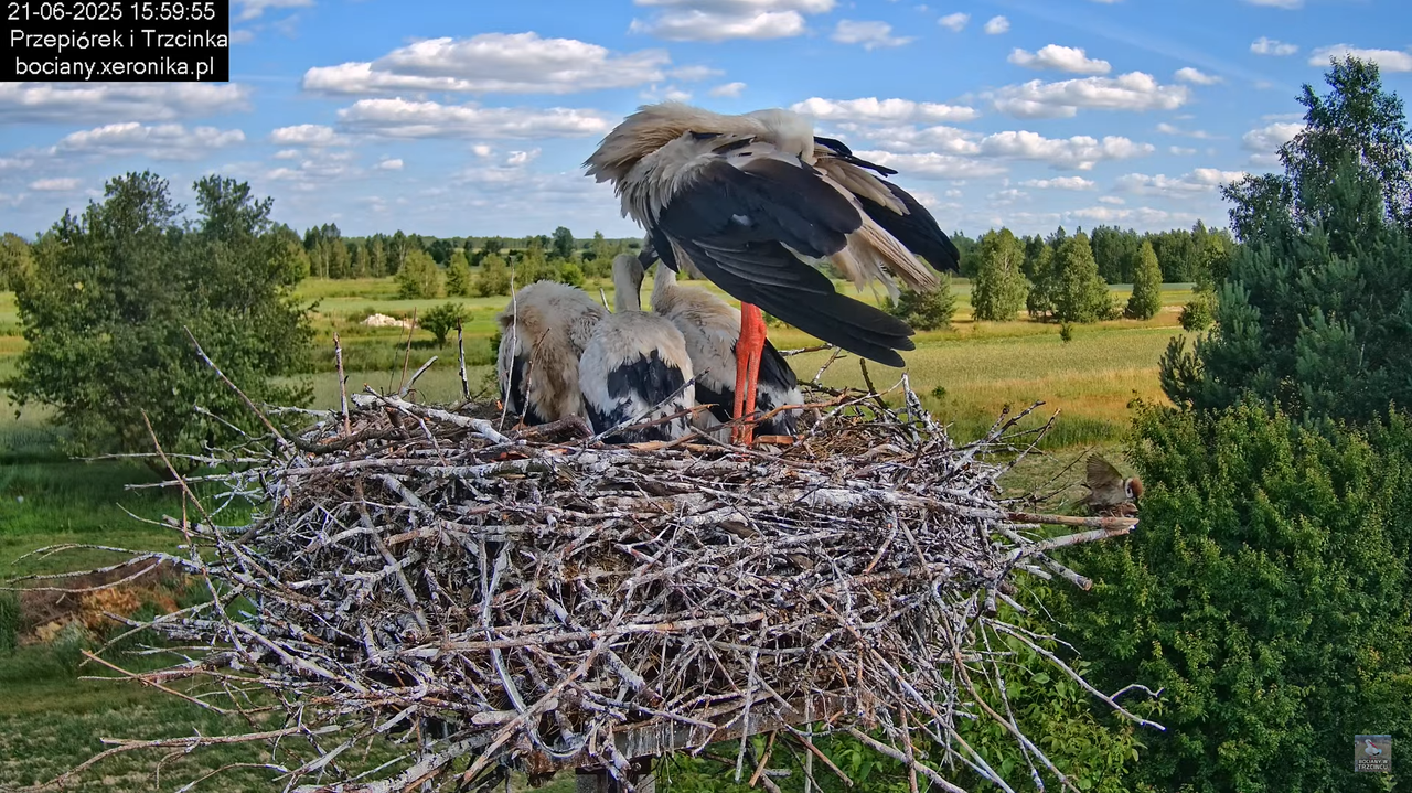 21062025bociany27