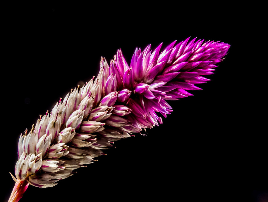 Purple1flower.jpg