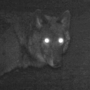 spooky-woof.jpg