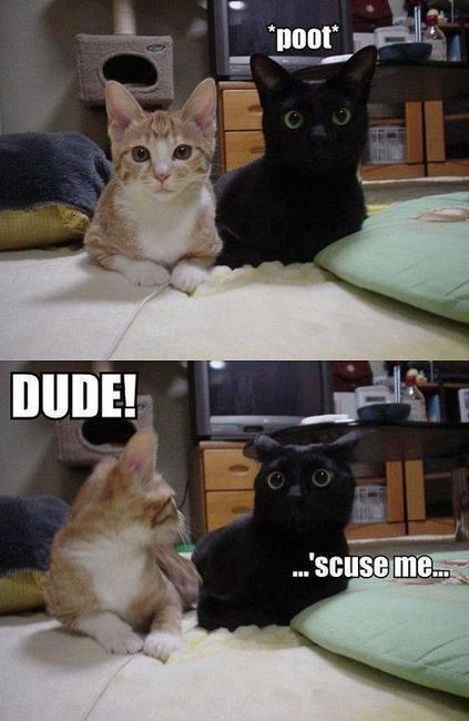 Cat Humor #7