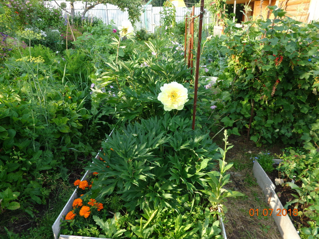 лемон дрим 1