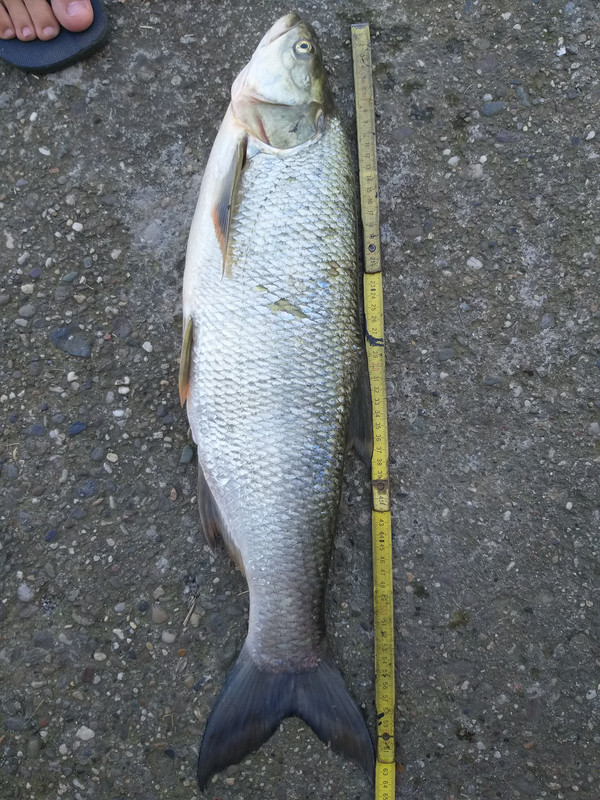 Bucov-55,5 cm i 2670 g (18)