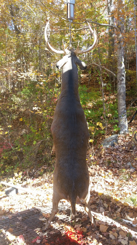 204 lb   buck