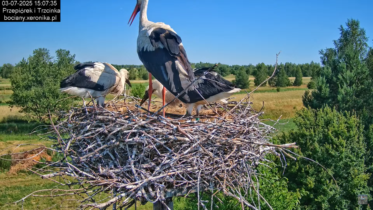 03072025bociany41