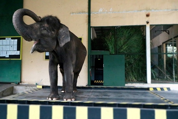 Proses penimbangan gajah di Taman Safari Prigen.