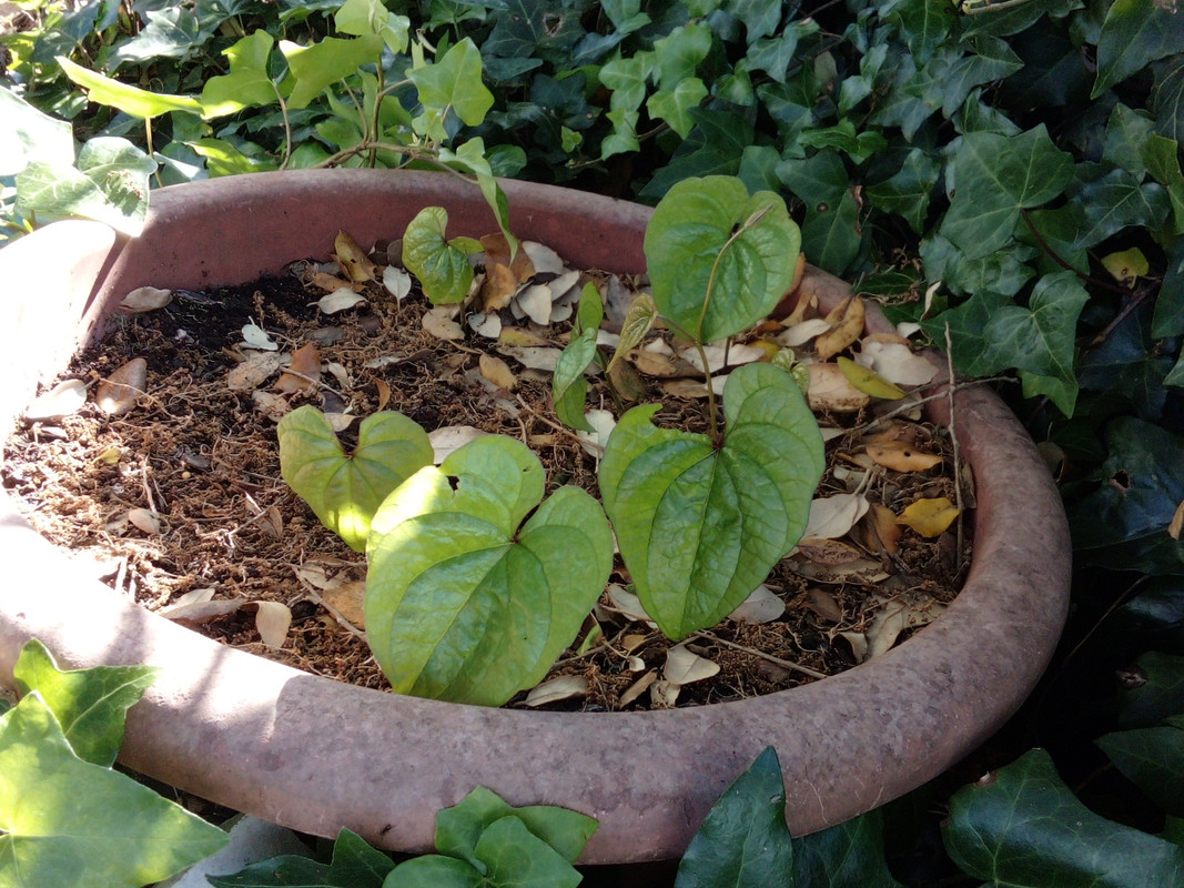 DSC_0279_resized_20190607_064258972