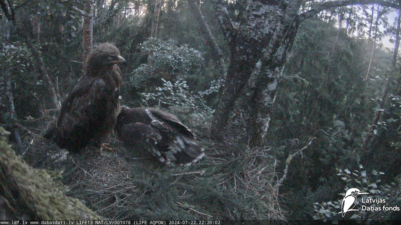 Mazais ērglis (Clanga pomarina), ligzda bērzā - LDF tiešraide 12-22-2 screenshot