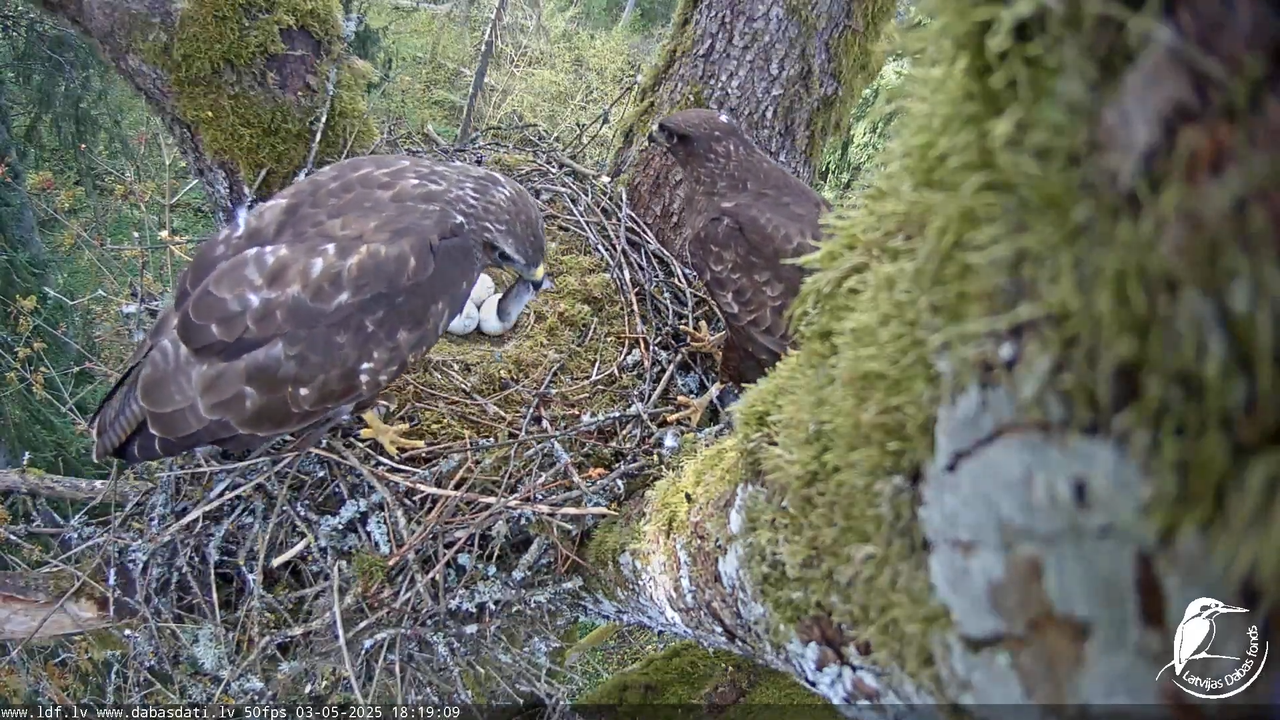 Melnās klijas (Milvus migrans) Kurzemē_ peļu klijāni (Buteo buteo) 12-59-29 screenshot