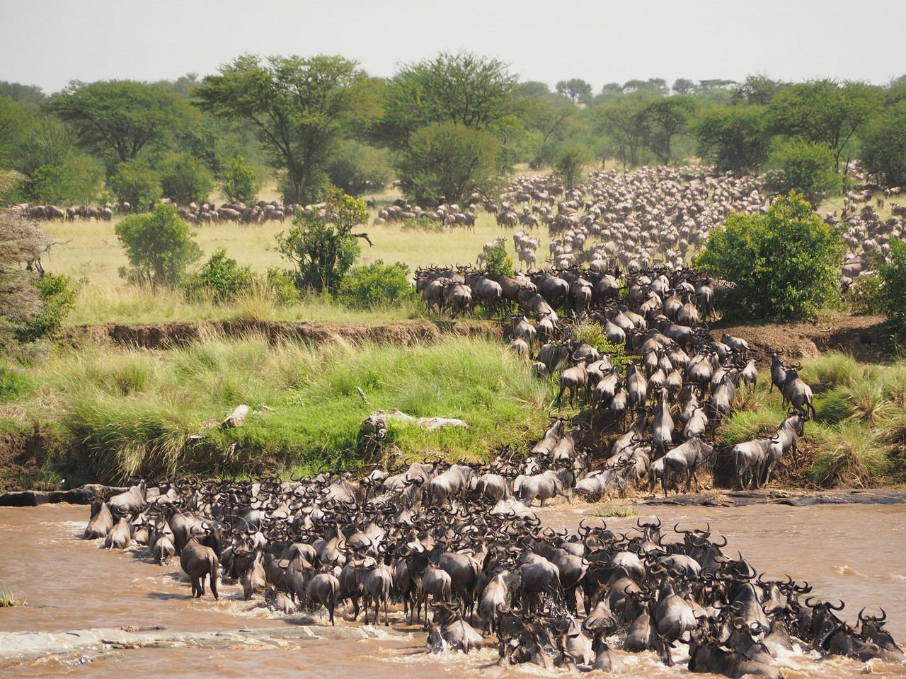Kenya safari plains and game drive scenery