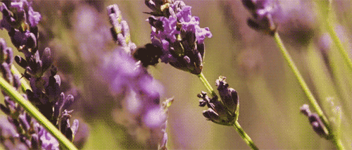 2c957b5db5042a5aa4bb2b4fbc3b2435