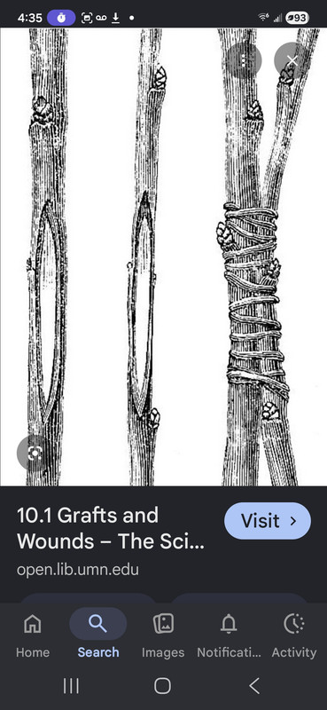 Screenshot 20260513 043524 Google