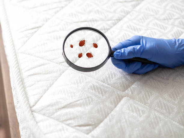 bedbug-10.jpg
