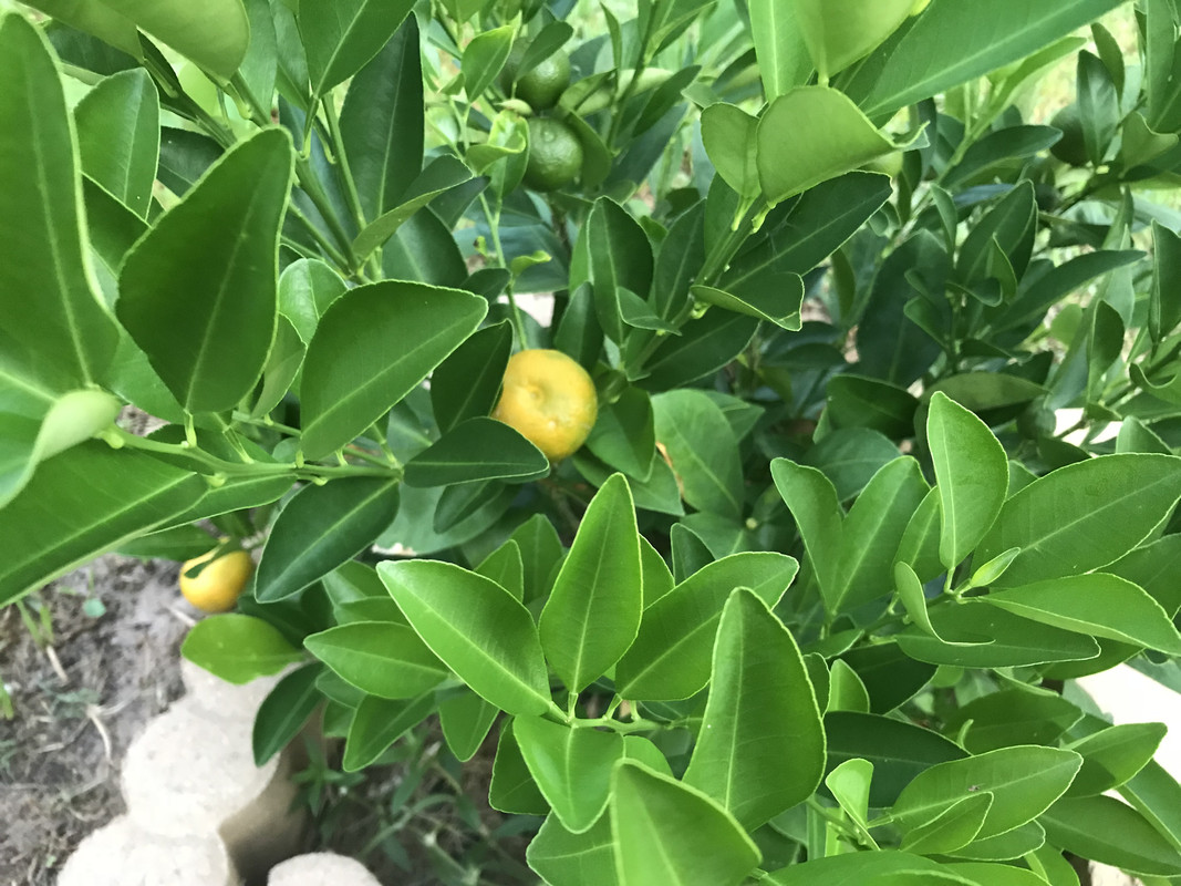 EAE7825A-FF11-41C8-8D9F-F4108FB39C2E