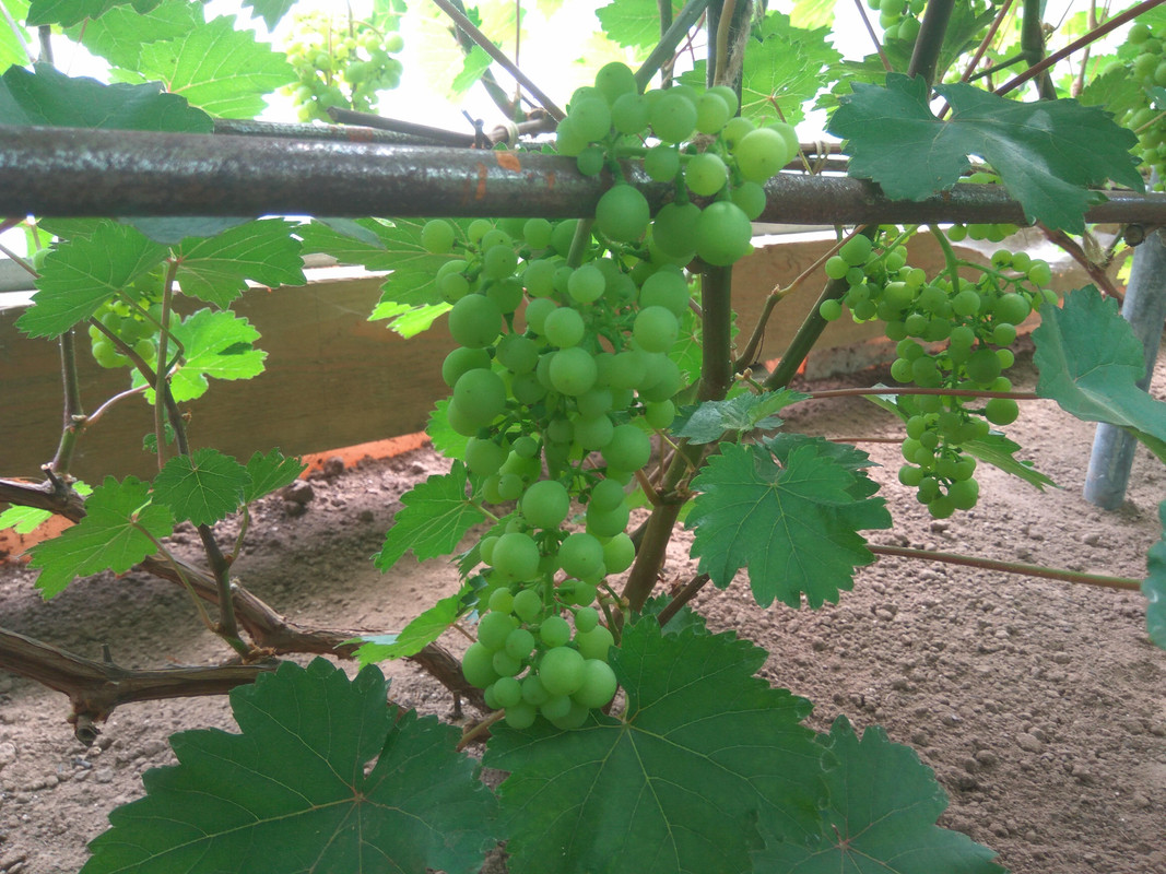 Лиепаяс Дзинтарс (фото от 11.07.2018).