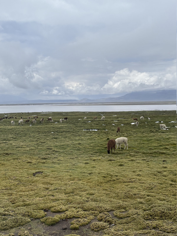 Día 5: Reserva de Salinas en Arequipa - 16 días recorriendo Perú por libre (4)