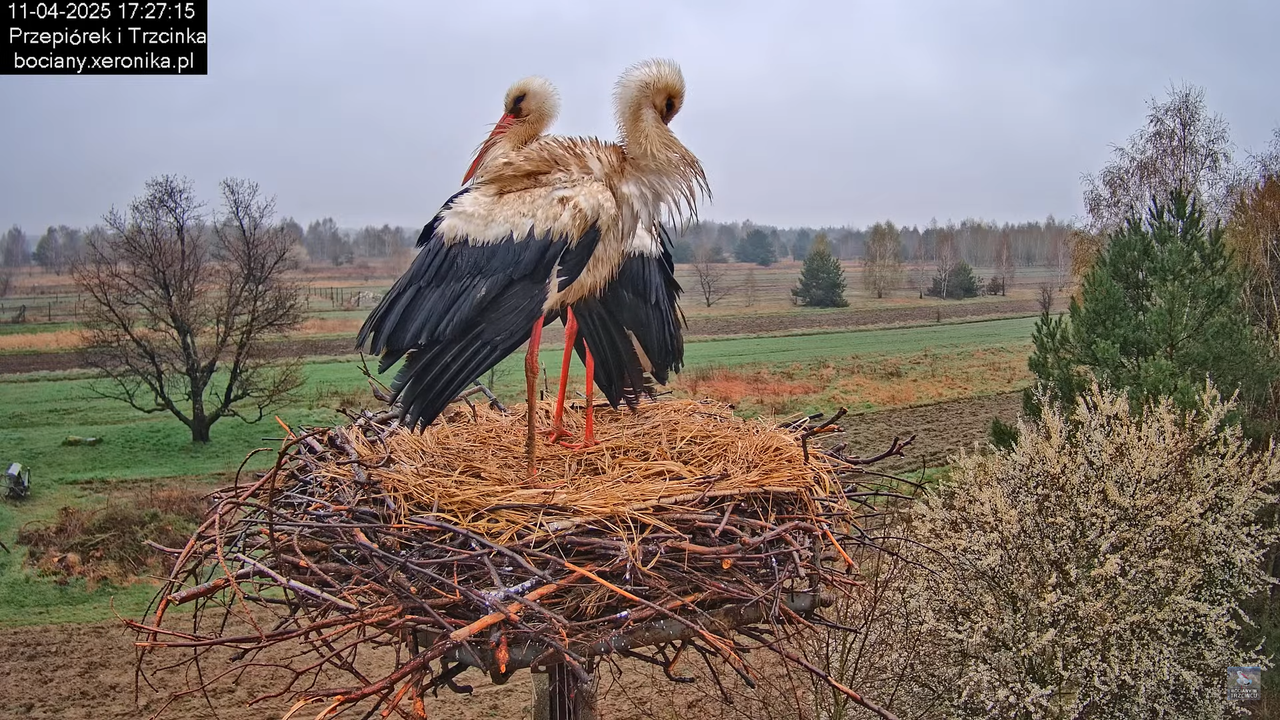 11042025bociany9