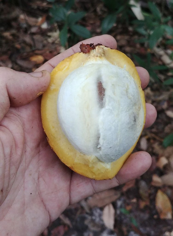 Platonia insignis 2