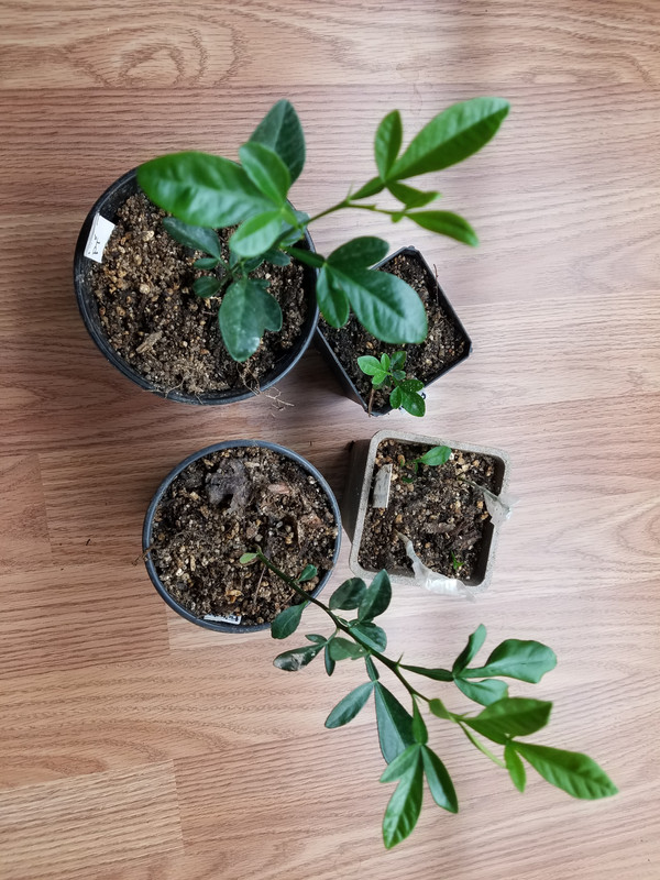 fukushuXPT_seedlings2