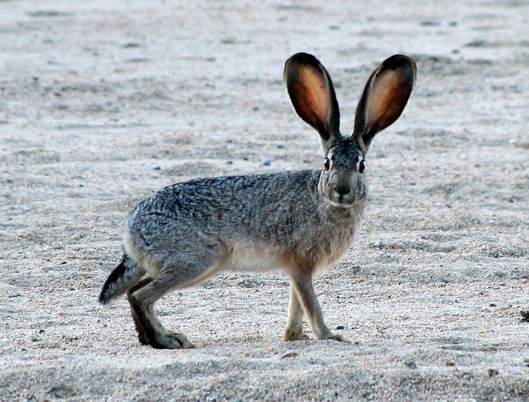 the wikipedia photo for a black-tailed jackrabbit
