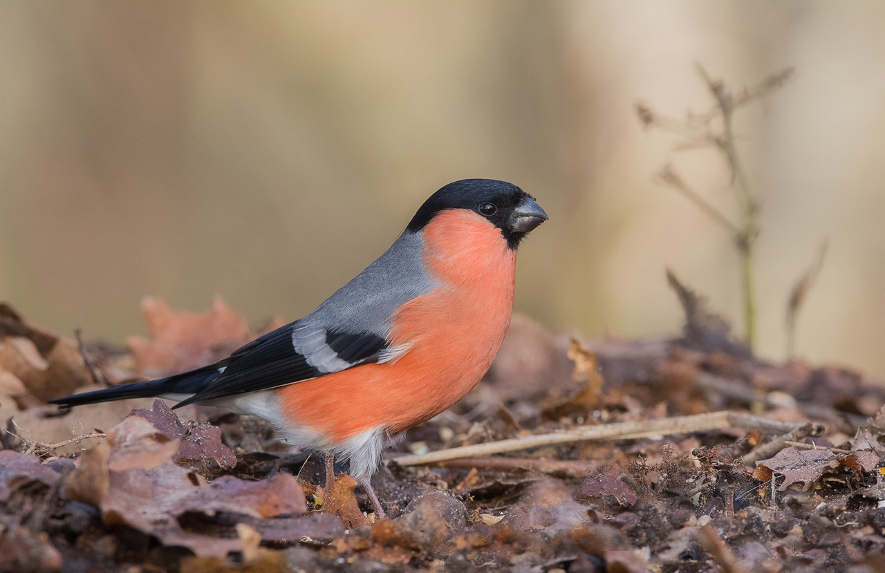 De Goudvink liet zich geregeld zien op de voerplek voor mijn boshutje.