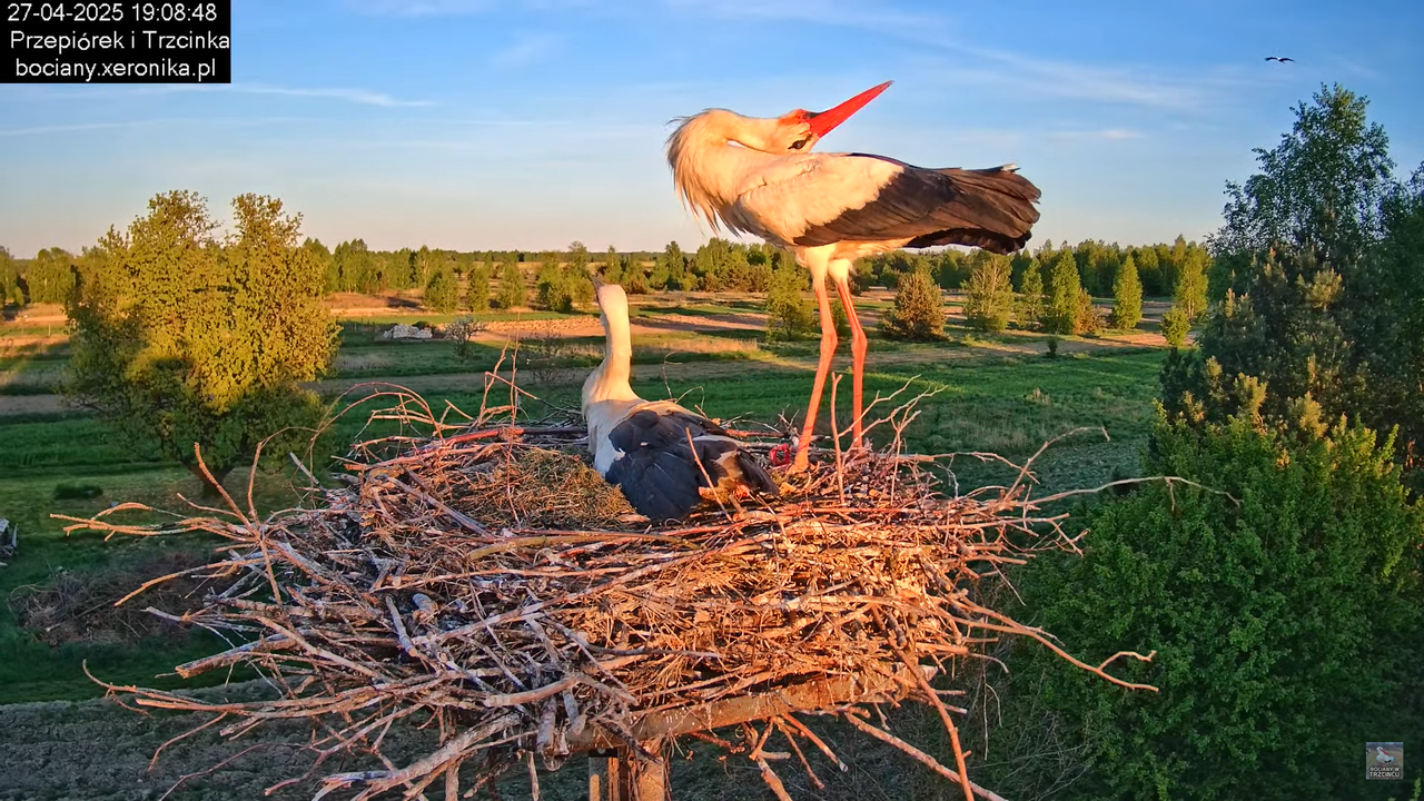 27042025bociany18