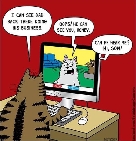 Cat Humor #8