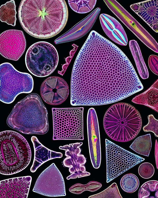 diatom