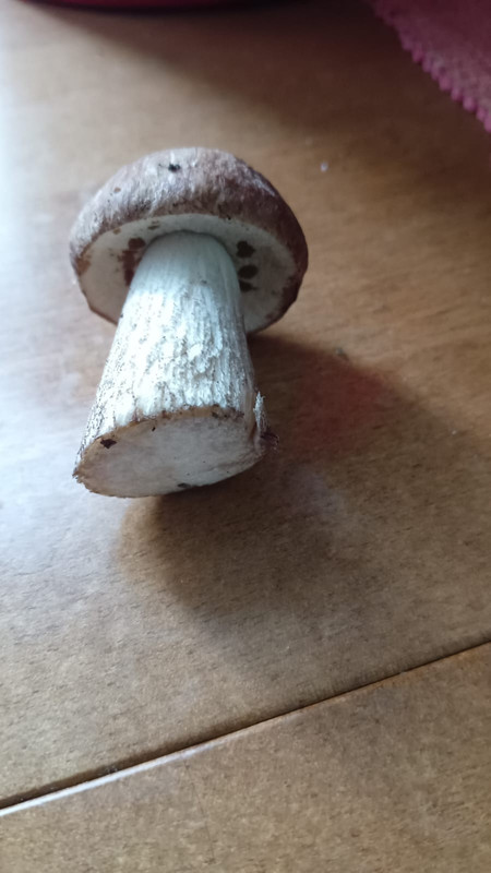 e23f5337-16d8-4596-89a1-251fb5474ae5