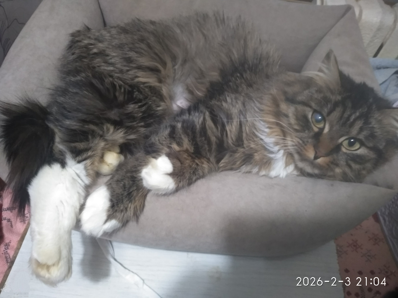 IMG 20260203 210619