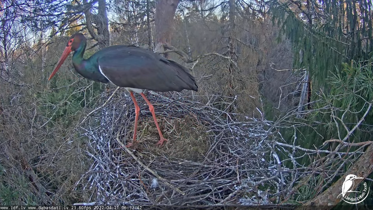 Melnais stārķis (Ciconia nigra) Siguldas novadā - LDF tiešraide 9-58-57 screenshot