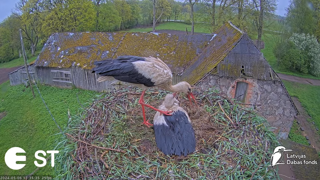 Baltie stārķi (Ciconia ciconia) Tukuma novadā - LDF tiešraide __ White storks in Tukums, Latvia 12-4