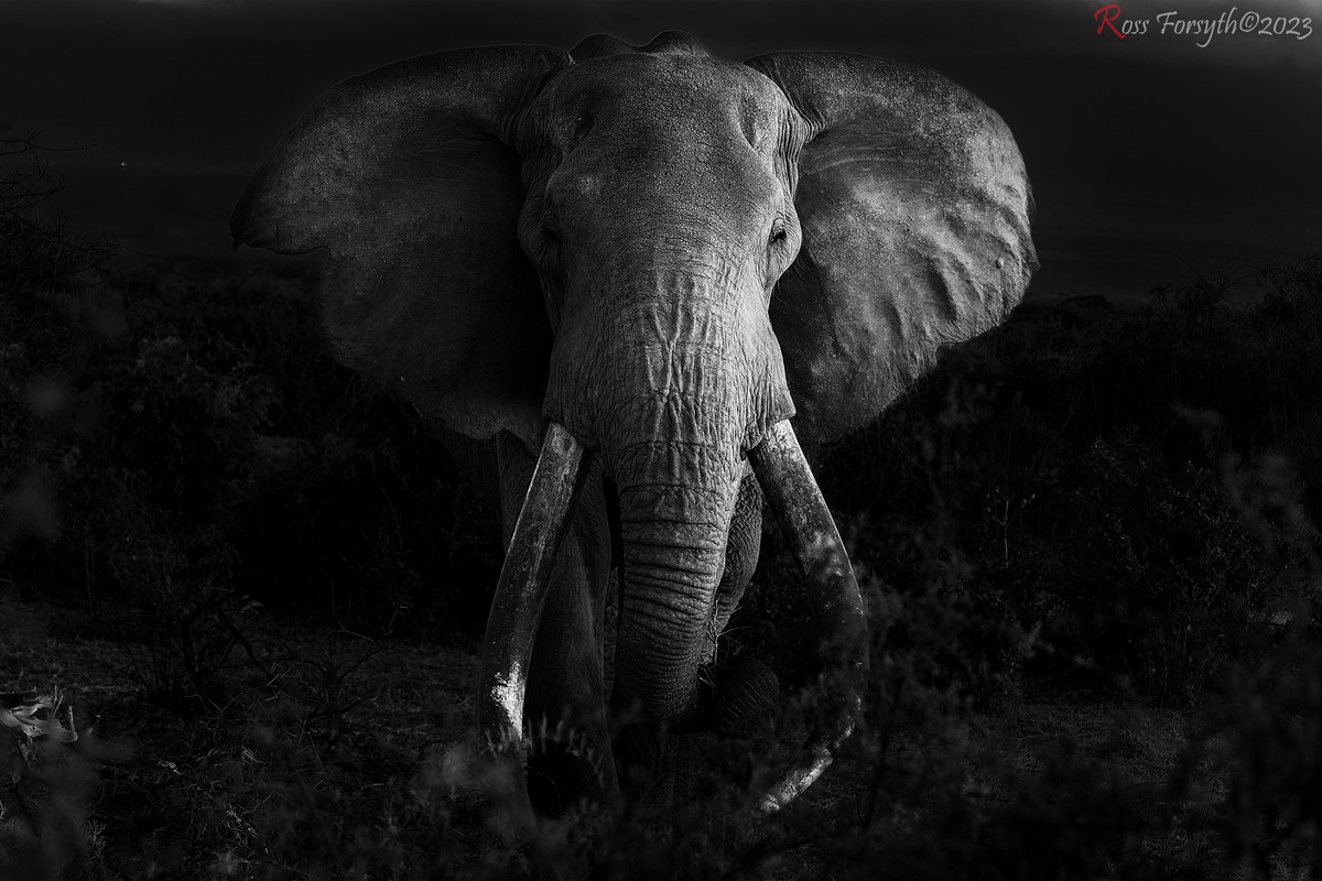 _5RF0717-CR3_DxO_DeepPRIMEXD-2