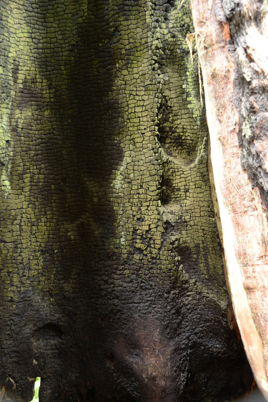 Árboles gigantes, fuegos y volcanes extintos - Oregon y California norte (2018) - Blogs de USA - Rogue River y costa norte de California (24)