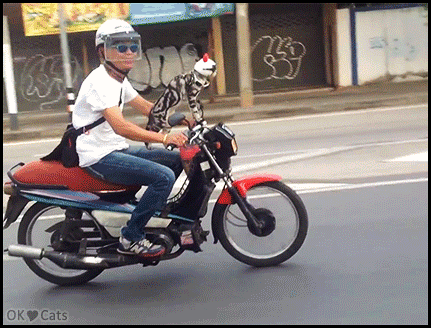 Amazing-Cat-GIF-Meanwhile-in-Thailand-a-fearless-cat-with-a-beautiful-helmet-is-riding-on-his-fav.gif