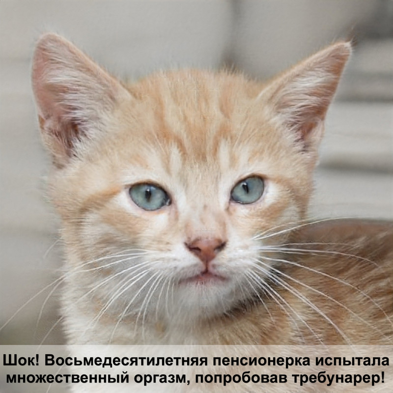 кошка под валерьянкой