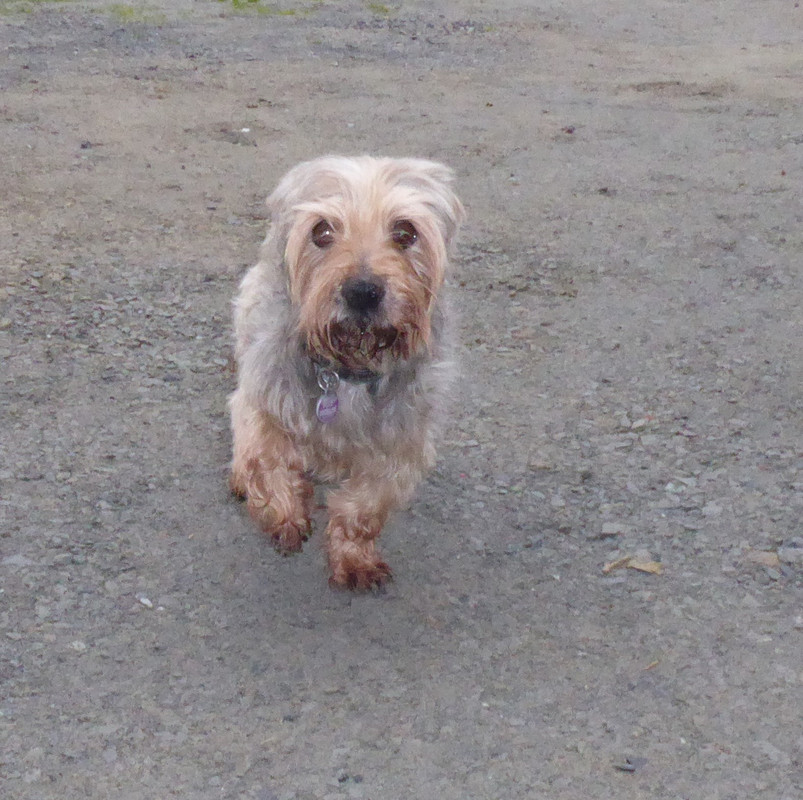 [Image: P1020011.jpg]