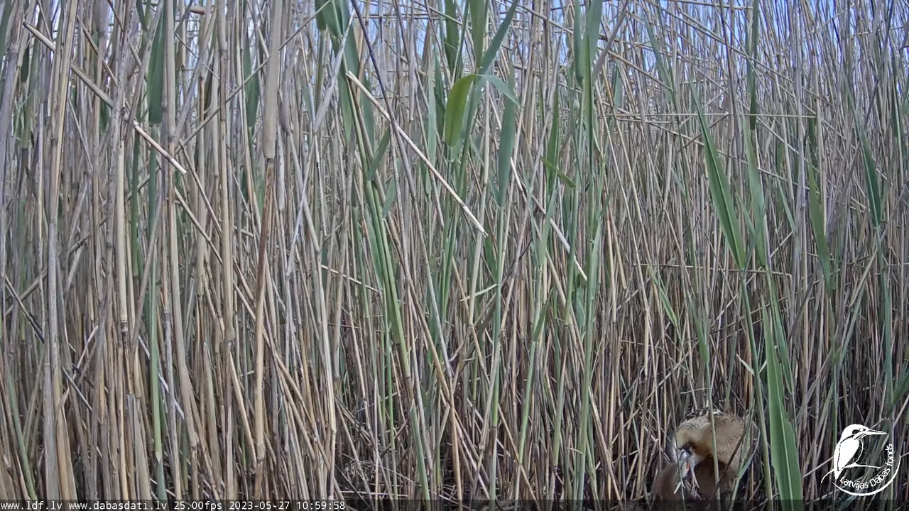 Lielais dumpis (Botaurus stellaris) Engurē - LDF tiešraide 11-7-43 screenshot